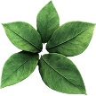 about-leaf