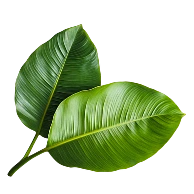 leef